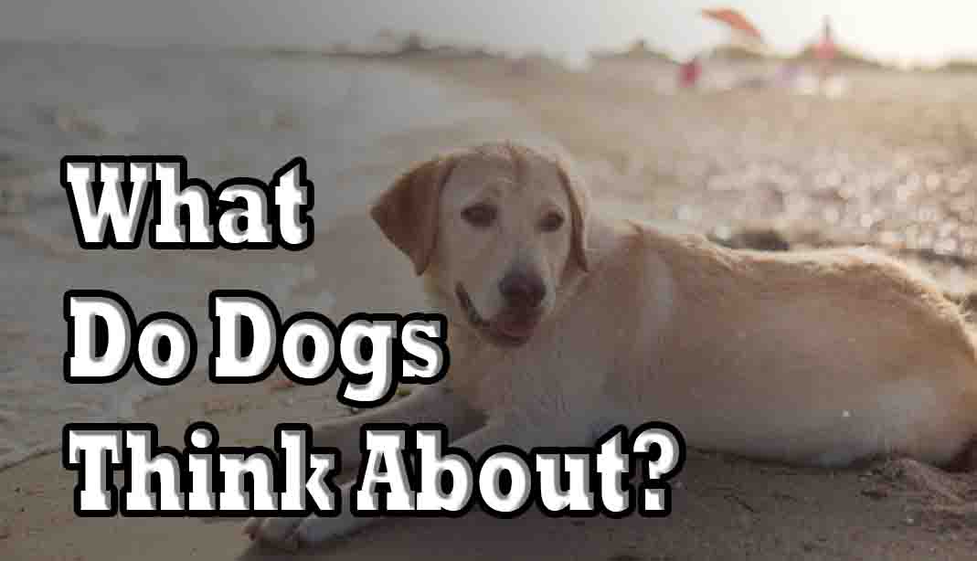 What Do Dogs Think About?