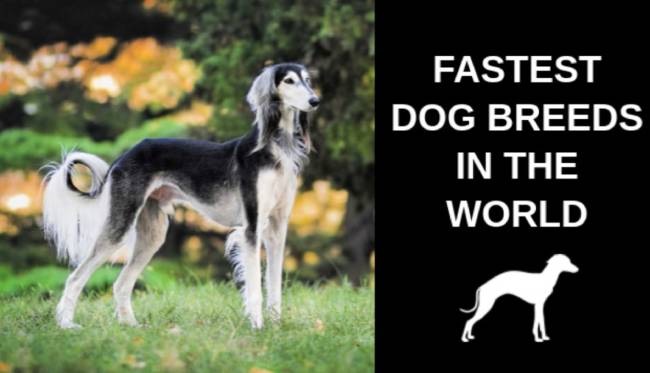 Best 13 Fastest Dog Breeds in the World